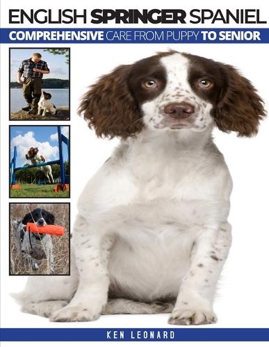 English Springer Spaniel