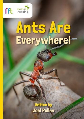 Ants Are Everywhere!
