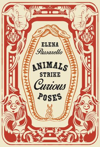 Animals Strike Curious Poses