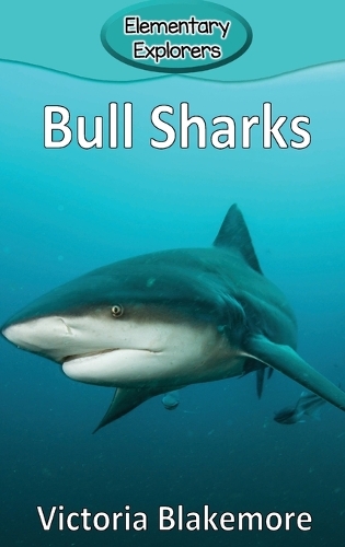 Bull Sharks