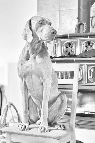 Weimaraner