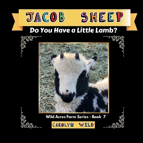 Jacob Sheep