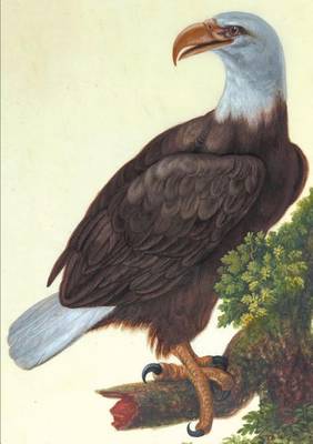 Carnet Lignï¿½, Vautour