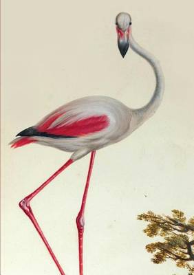 Carnet Lignï¿½, Flamant Rose