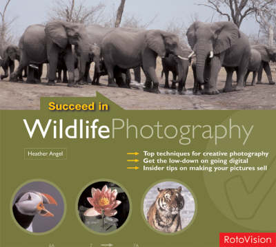 Succeed in Wildlife Photography