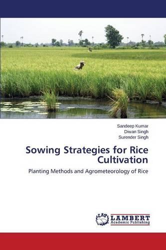 Sowing Strategies for Rice Cultivation