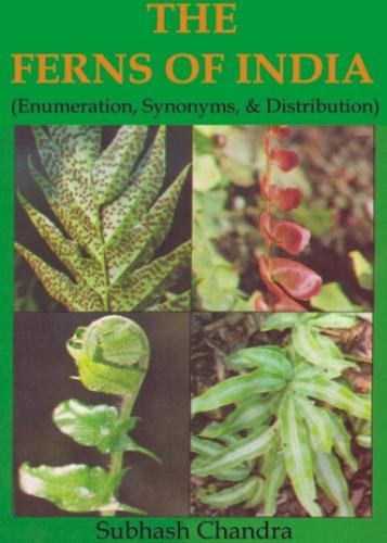 The Ferns of India