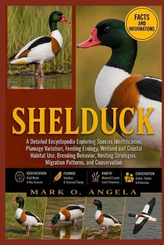 Shelduck