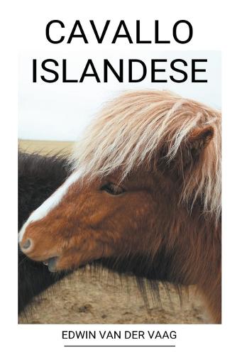 Cavallo Islandese