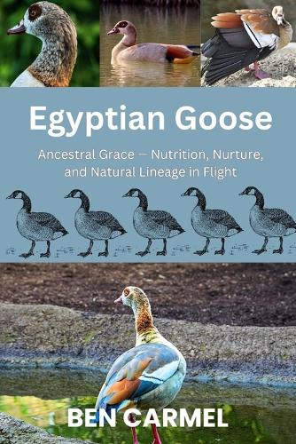 Egyptian Goose