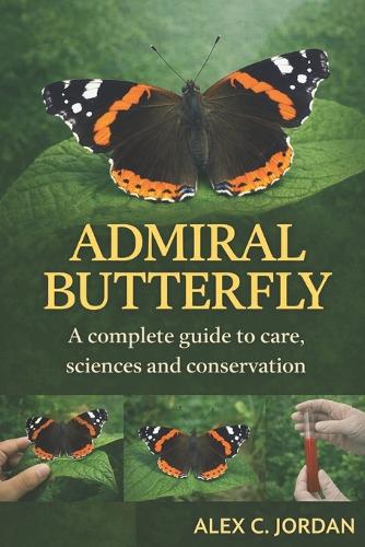 Admiral Butterfly