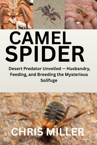 Camel Spider