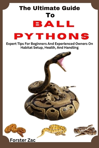 The Ultimate Guide To Ball Pythons