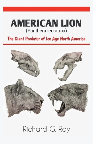 AMERICAN LION (Panthera leo atrox)