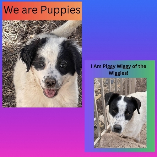We are Puppies! / I am Piggy Wiggy of the Wiggies