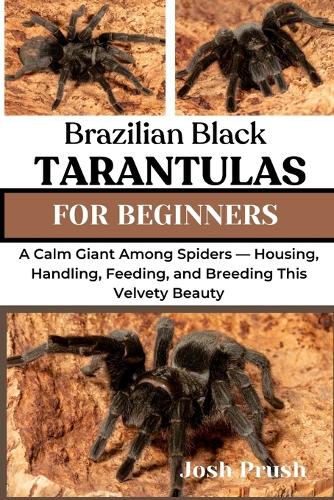 Brazilian Black Tarantulas
