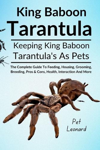 King Baboon Tarantula