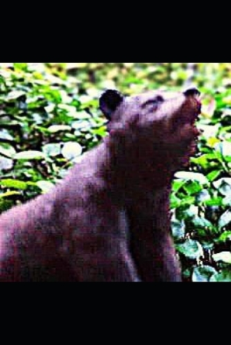 To Poke The Bear