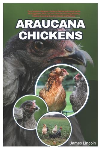 Araucana Chickens