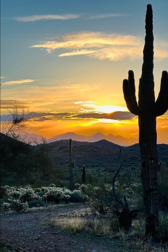 The Treasures in Cactus Hollow