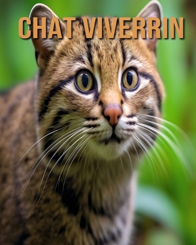 Chat Viverrin