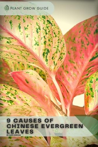 9 Causes Of Chinese Evergreen Leaves