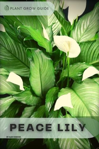 Peace Lily