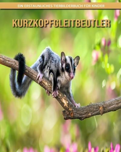 Kurzkopfgleitbeutler