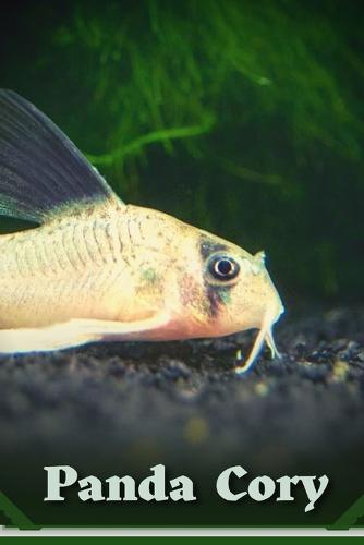 Panda Cory