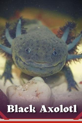 Black Axolotl