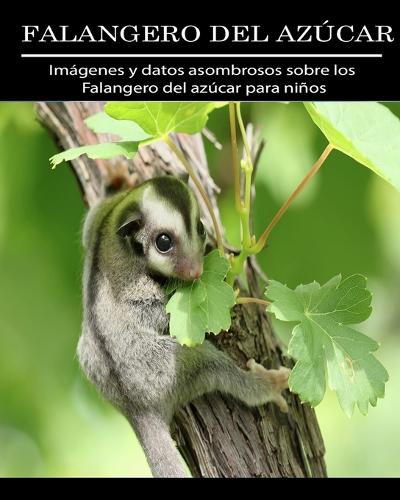 Falangero del azucar