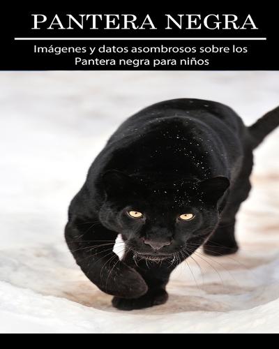 Pantera negra