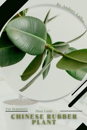 Chinese Rubber Plant