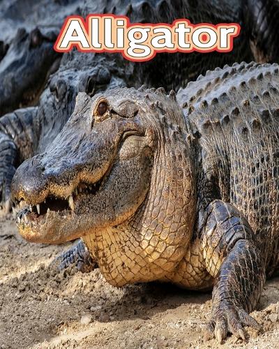 Alligator