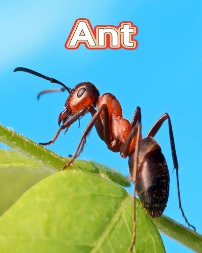 Ant