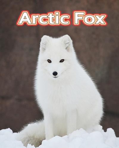 Arctic Fox