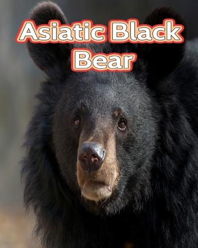 Asiatic Black Bear