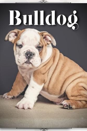 Bulldog