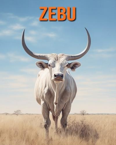 Zebu