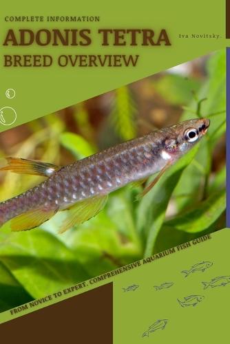 Adonis Tetra