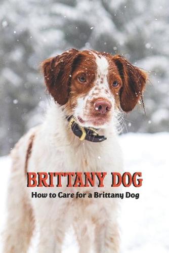 Brittany Dog