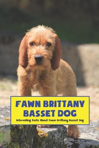Fawn Brittany Basset Dog