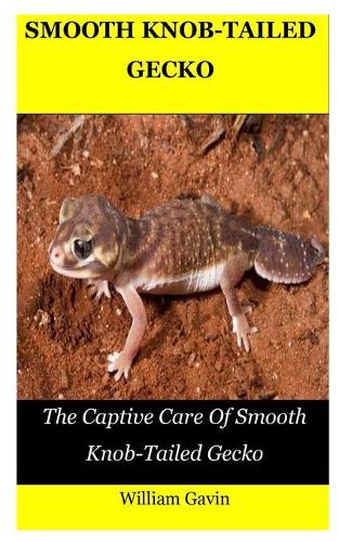 Smooth Knob-Tailed Gecko