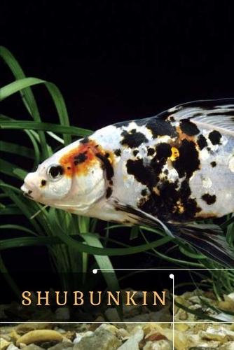 Shubunkin