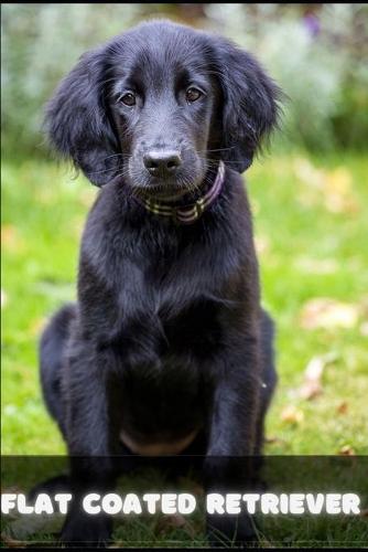 Flat coated Retriever