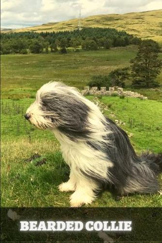 Bearded Collie