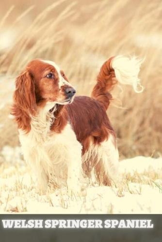 Welsh Springer Spaniel