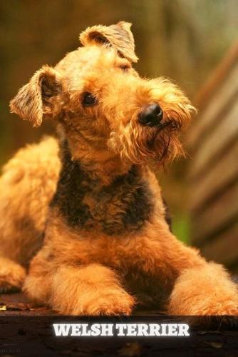 Welsh Terrier