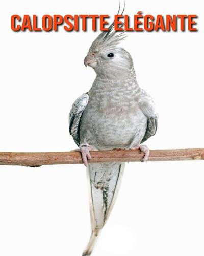Calopsitte Elegante
