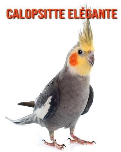 Calopsitte Elegante